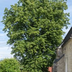 Kirchenlinde in Kematen