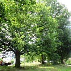 Žižkův dub a památné lípy u zvoničky