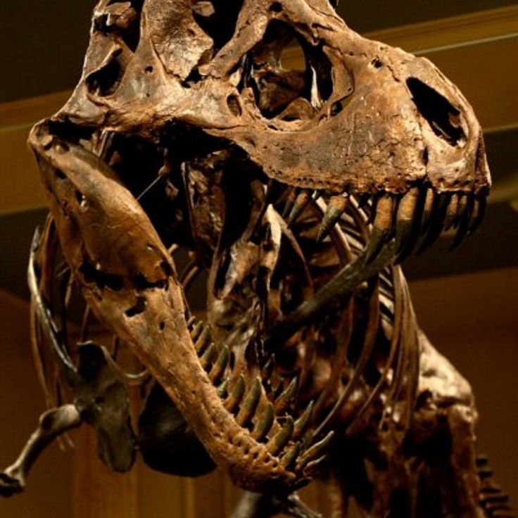 Museo della Scoperta dei Dinosauri