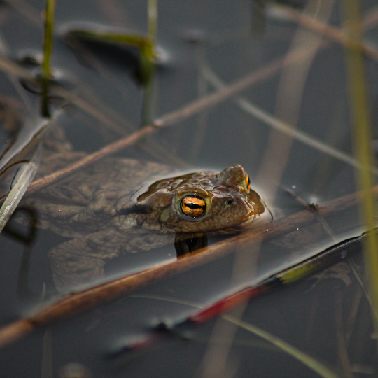 Lilla Boda naturreservat