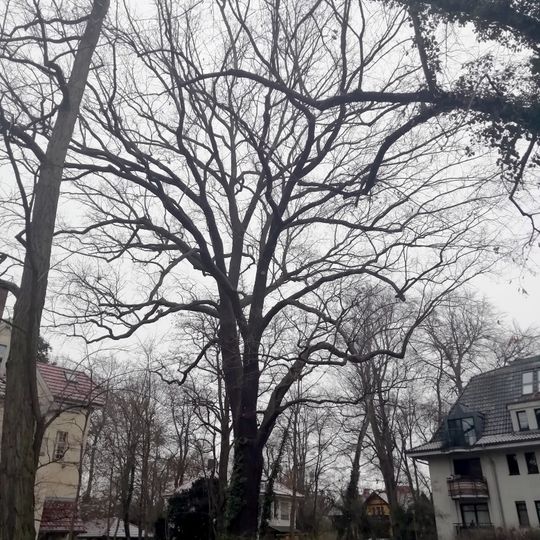 Stiel-Eiche in Babelsberg Nord