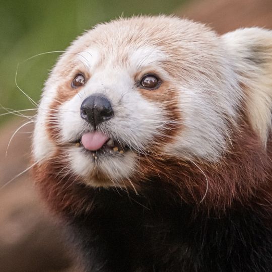 אי הסיאמנגים