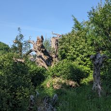 Des racines. 36 oliviers pour une oeuvre collective