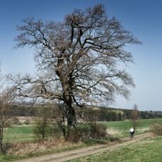 Eiche in der Kreuzwiese von Engelrod