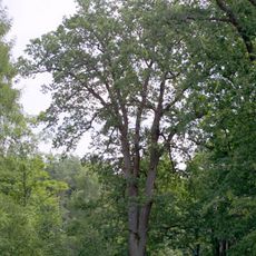 Dub u Senětické hájenky