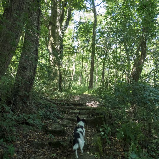 Wald an der Hallburg