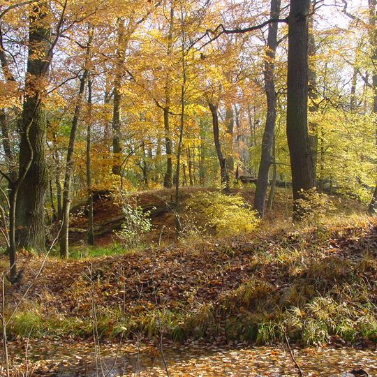 Dübener Heide