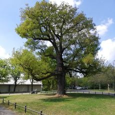 1 Stieleiche "Jahneiche"