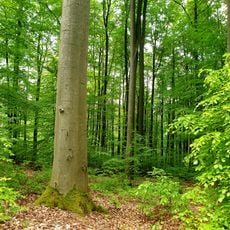 Naturwald Irtenberger Wald