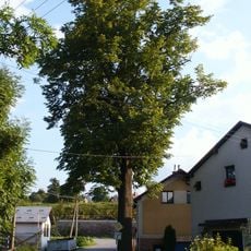 Lípa v Martinicích