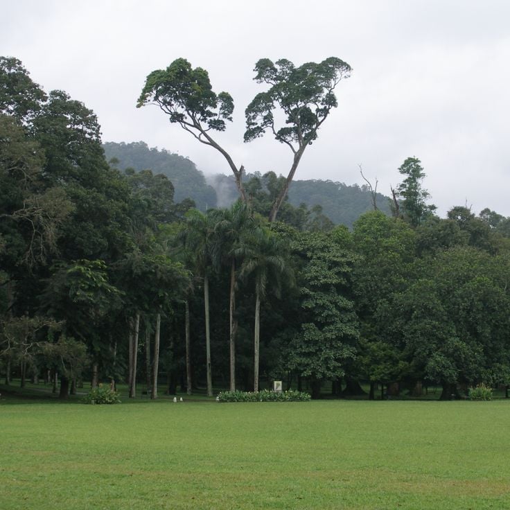 Peradeniya Kraliyet Botanik Bahçesi