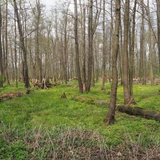 Jahna-Auenwälder