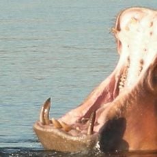Chobe-Nationalpark