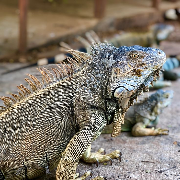 Iguana Marine Park