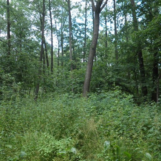 Mykolyntsi landscape preserve