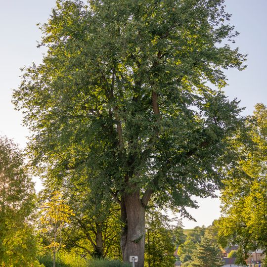 Lípa ve Střezimíři