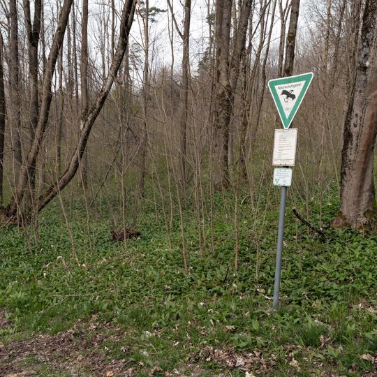Laubmischwald am Hetzleser Berg