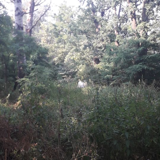 Park dworski w Janocinie