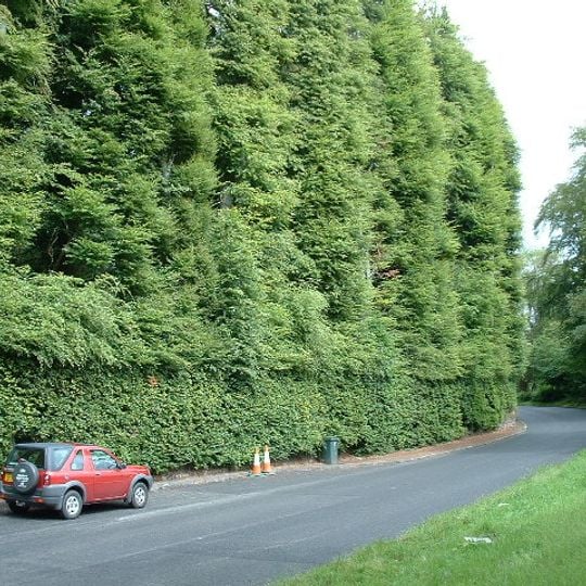 Meikleour Beech Hedge