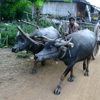 Stung Treng Province