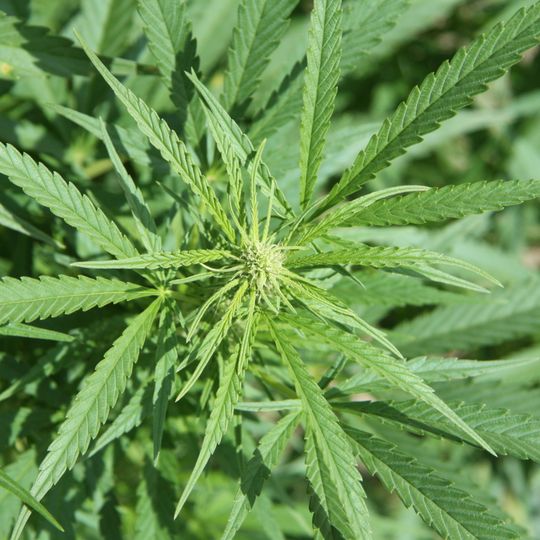 Emerald Triangle