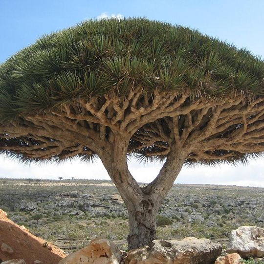 Governatorato di Socotra