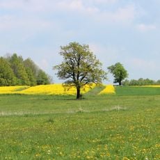 Hrušeň u Mrákotína