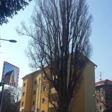 Pyramidální topol v Neratovicích