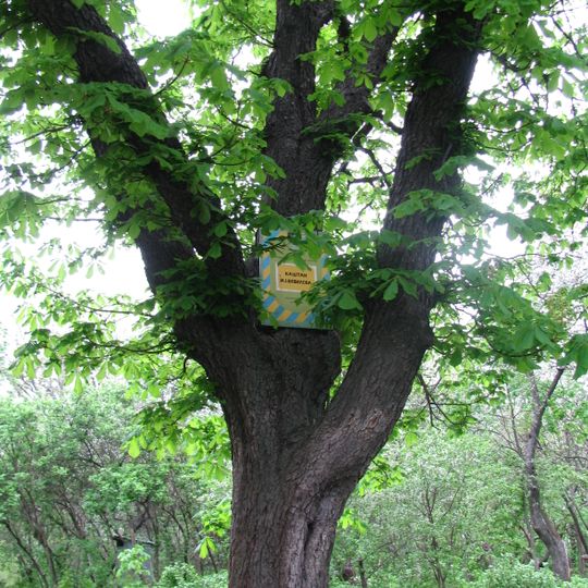 Horse-chestnut tree of Vavilov
