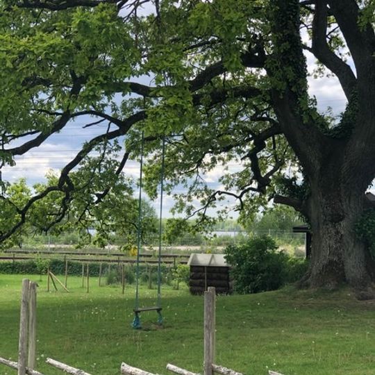 En ek, Sånnaböke 1:181