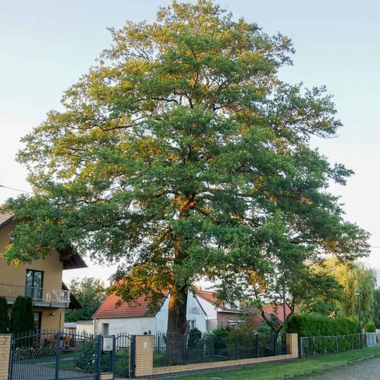 Naturdenkmal Schwarz-Erle Friedrichstraße 14 in Schönow