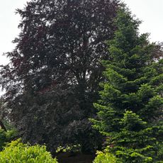 Naturdenkmal Blutbuche