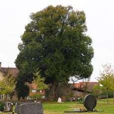 1 Linde im Friedhof