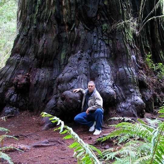 Parc d'État de Jedediah Smith Redwoods
