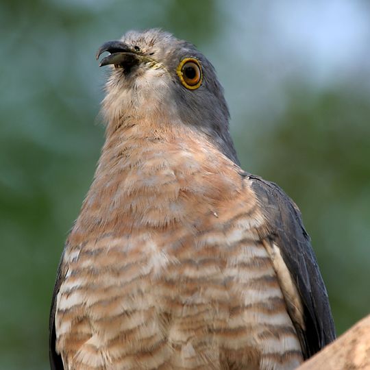 Parco nazionale di Mahavir Harina Vanasthali