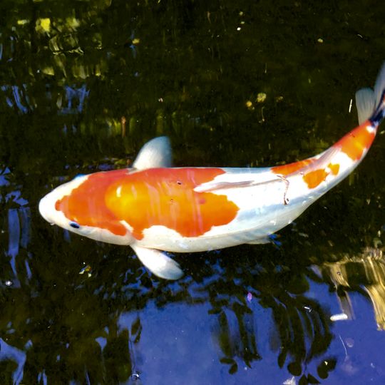 Parc des jardins aquatiques