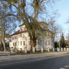 Pomnikowy klon przy ulicy Wandy 3