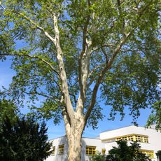 Platane Wilhelmshöhe