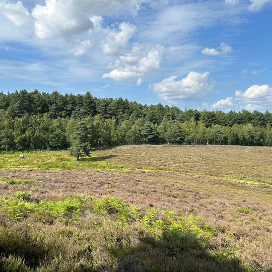 Dersingham Bog