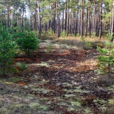 Nürnberger Reichswald