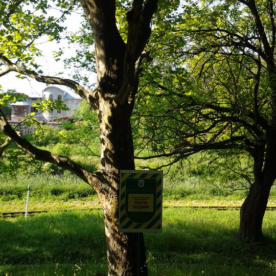 Platanus × hispanica in Lutsk