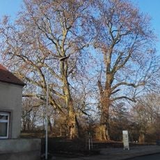 Naturdenkmal Die zwei Platanen am Burgwall