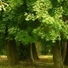 Aleja lipowa (poza parkiem)