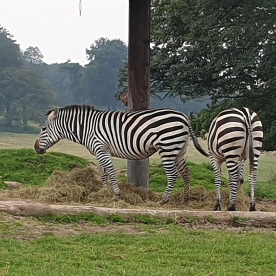 Knowsley Safari Park