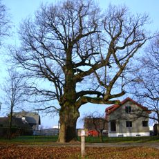 Mikalojus Daukša oak