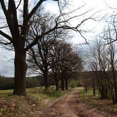 Dubové stromořadí u Třeště