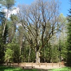 Grybiškių ąžuolas