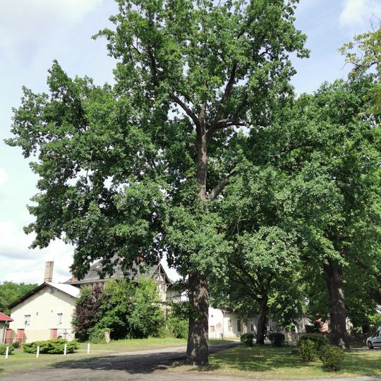 Naturdenkmal Traubeneiche 2 Dorfplatz in Gräbendorf