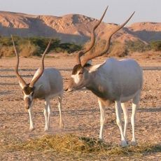 Yotvata Hai-Bar Nature Reserve