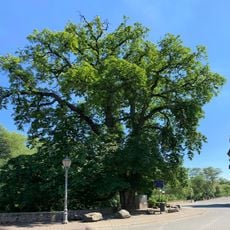 Rosskastanie in Hadamar